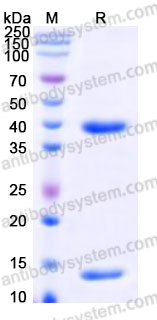 AMA30601, SDS-PAGE