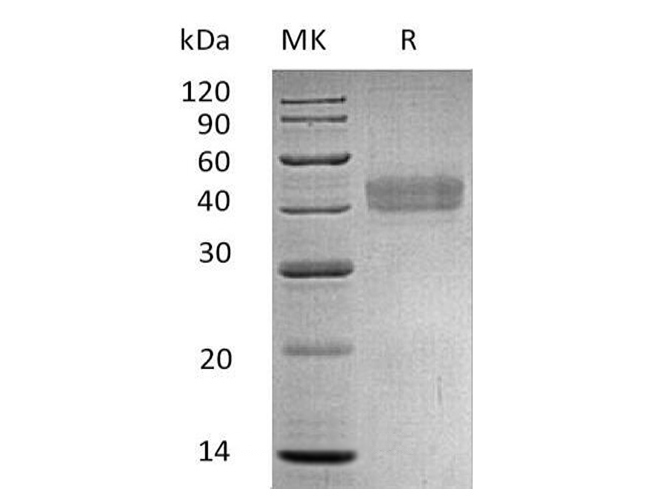 Валидация Elabscience PKSH033697(3977)