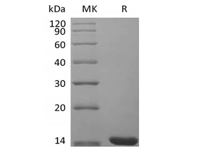 Валидация Elabscience PKSM041411(5286)