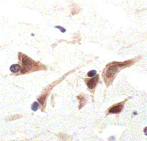 Валидация AssayVector ARM1042(117)