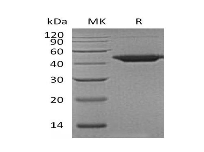 Валидация Elabscience PKSH033225(3569)