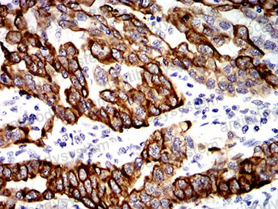 Валидация AntibodySystem RHC36007