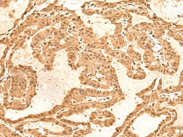 Валидация Elabscience E-AB-18787