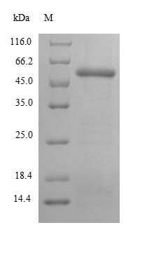 SDS-PAGE
