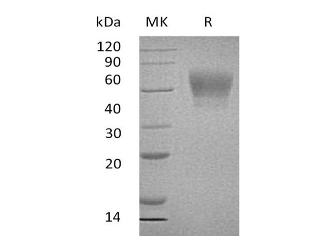 Валидация Elabscience PKSH033492(3796)