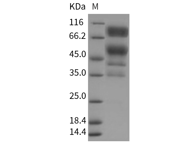 Валидация Elabscience PKSR030238(5595)