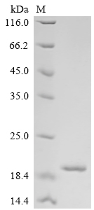 SDS-PAGE