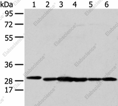 Вестерн-блоттинг, PRDX4, клетки 293T, HepG2, K562 и MCF-7