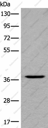 Вестерн-блоттинг, LDAH, клетки HEPG2