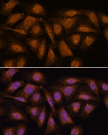Валидация Elabscience E-AB-66543