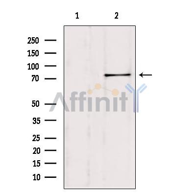 Валидация Affinity DF7404 - 19140