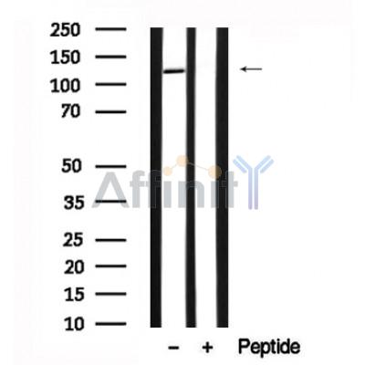 Валидация Affinity AF7647 - 4323