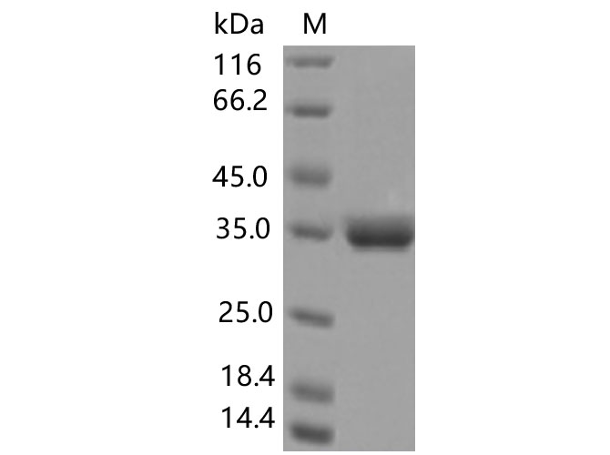 Валидация Elabscience PKSV030431(6156)