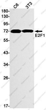 Вестерн-блоттинг, E2F1, клетки C6 и 3T3