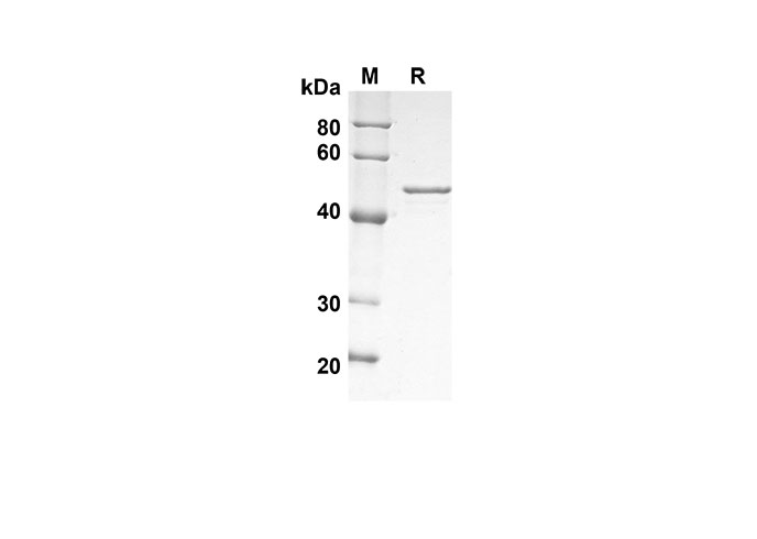 Валидация Elabscience PDEH100566(78)