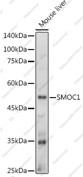 Вестерн-блоттинг, SMOC1, ткань печени мыши
