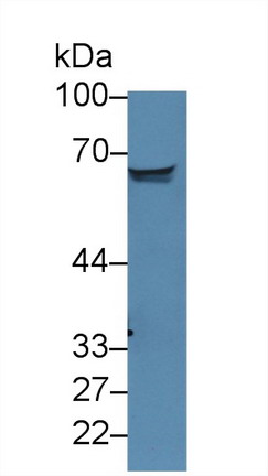 10090