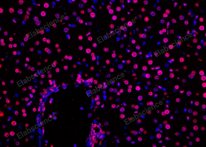 Валидация Elabscience E-CK-A325 - 107