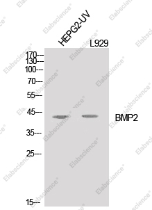 Вестерн-блоттинг, BMP2, клетки HepG2-UV и L929