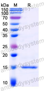 Валидация SDS-PAGE - AntibodySystem RXX10202