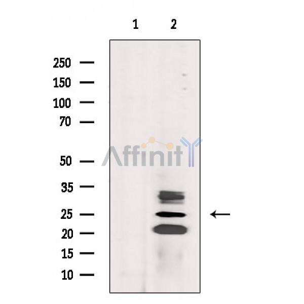 Валидация Affinity DF9053 - 21307