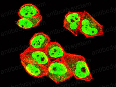 Валидация IF - AntibodySystem RHG81001 (1269)