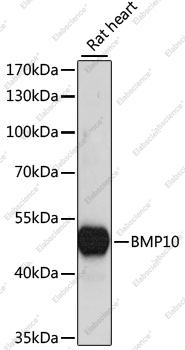 Вестерн-блоттинг, BMP10, ткань сердца крысы
