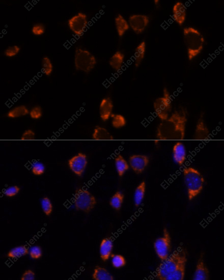Иммунофлуоресценция, PDHA1, клетки NIH-3T3