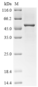 SDS-PAGE