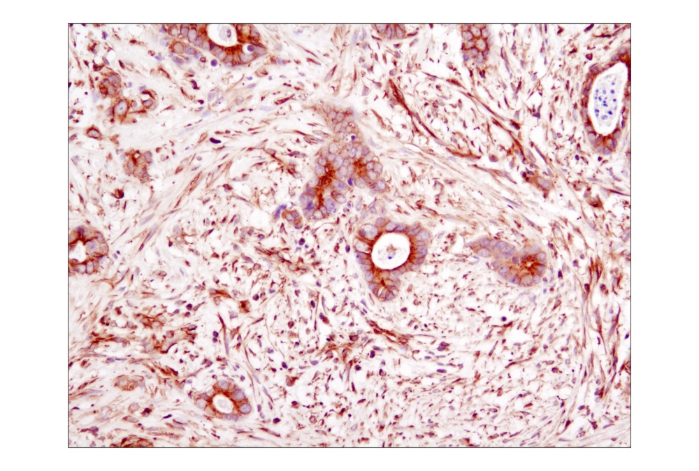 Валидация AssayVector ARM2789(5502)