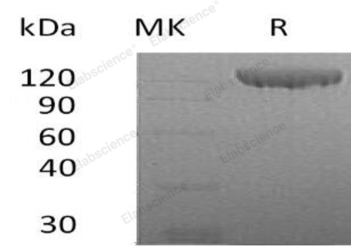 Валидация Elabscience PKSH032278(2780)