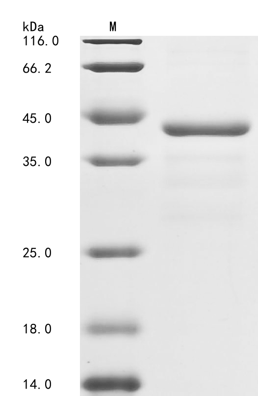 SDS-PAGE