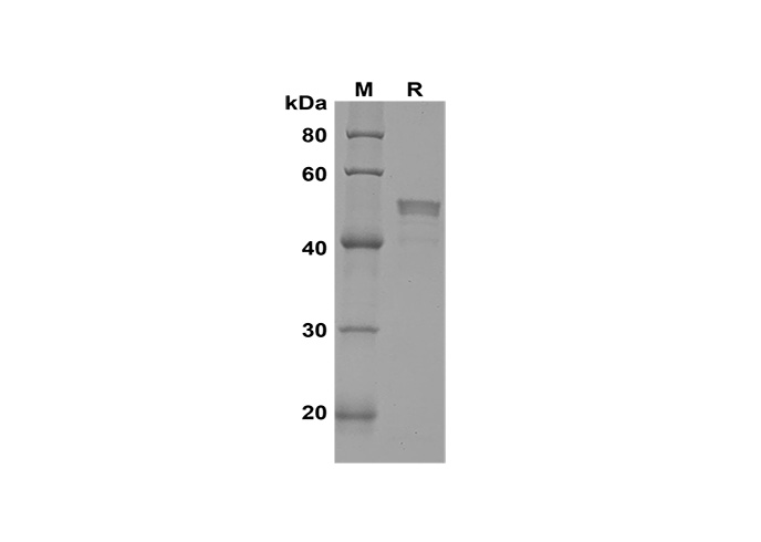 Валидация Elabscience PDEH100628(140)