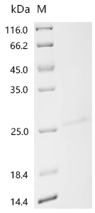 SDS-PAGE