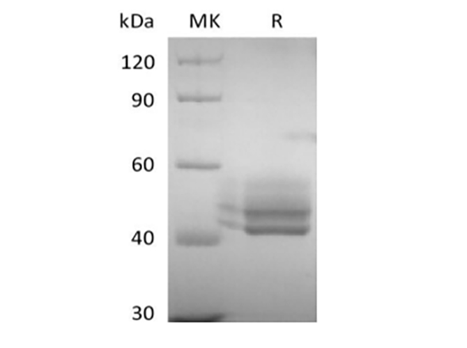 Валидация Elabscience PKSH034015(4246)