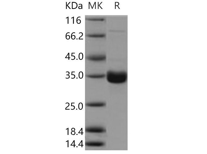 Валидация Elabscience PKSM040809(4773)