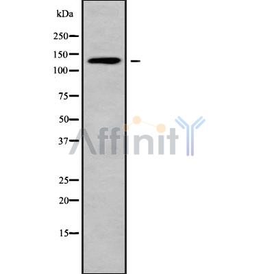 Валидация Affinity DF9173 - 21534