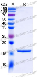 YHD19203, SDS-PAGE