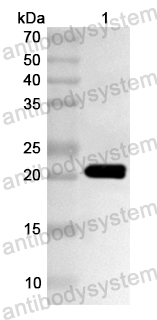 Валидация AntibodySystem PHA65001