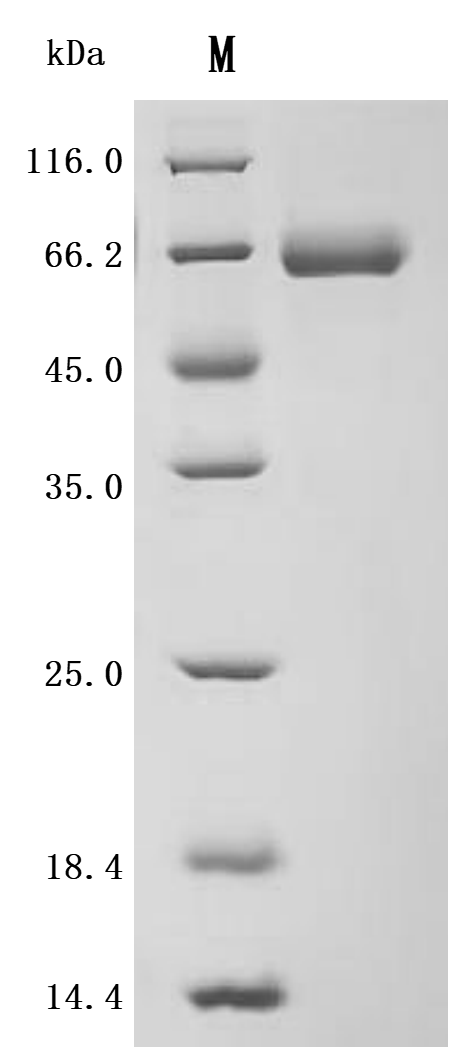 SDS-PAGE