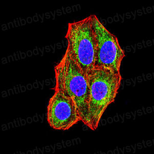 Валидация IF - AntibodySystem RHE63503