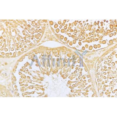 Валидация Affinity AF5393 - 3033