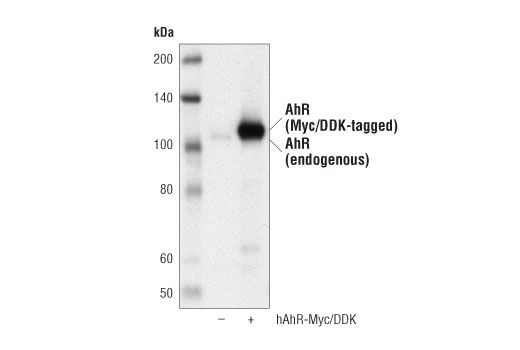 Валидация AssayVector ARM2763(5392)