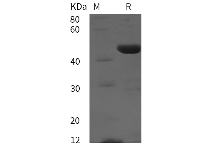 Валидация Elabscience PDEH100919(344)