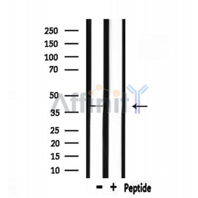 Валидация Affinity DF6989 - 18626