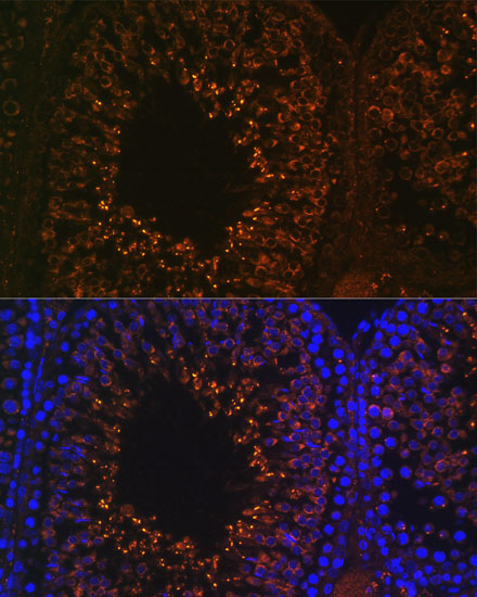 Валидация Elabscience E-AB-65158