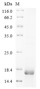 SDS-PAGE
