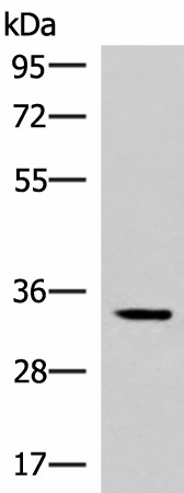 Валидация Elabscience E-AB-52151