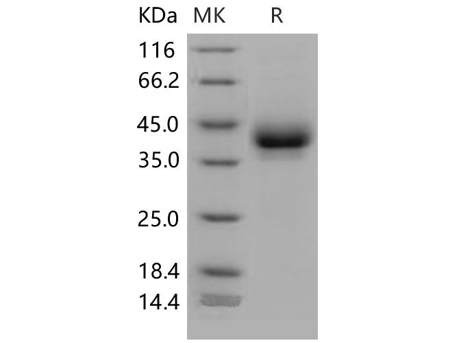 Валидация Elabscience PKSM040655(4638)