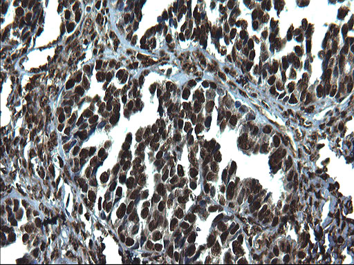 Валидация AssayVector ARM1717(2024)